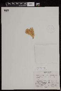 Huperzia arctica image