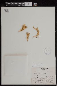 Huperzia arctica image