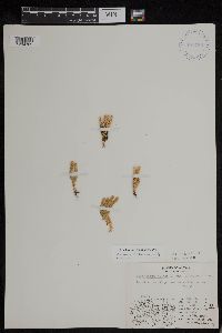 Huperzia arctica image