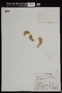 Huperzia arctica image