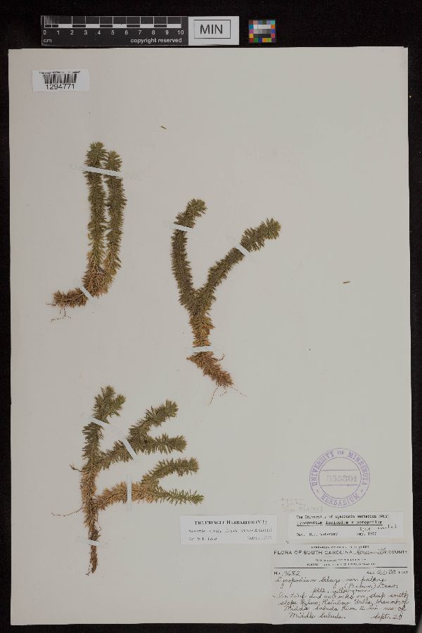 Huperzia x bartleyi image