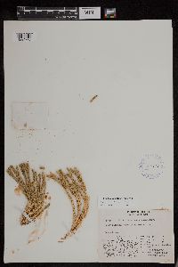 Image of Huperzia continentalis