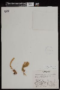 Huperzia continentalis image