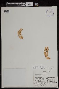 Huperzia continentalis image