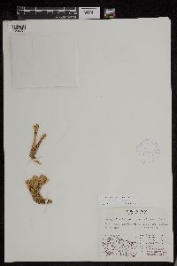 Huperzia continentalis image