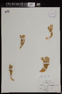 Huperzia continentalis image