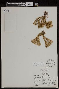 Huperzia continentalis image