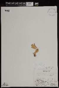 Huperzia continentalis image