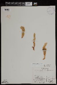 Huperzia continentalis image