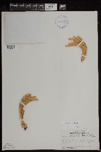 Huperzia continentalis image