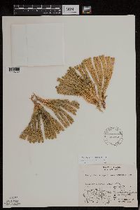 Huperzia continentalis image