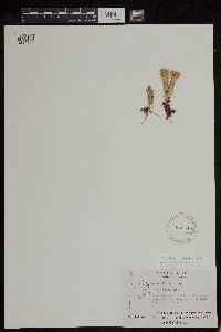 Huperzia continentalis image