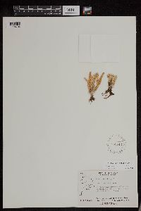 Huperzia continentalis image