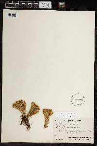 Huperzia continentalis image