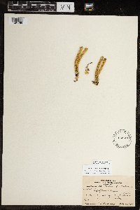 Huperzia continentalis image