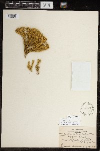 Huperzia continentalis image