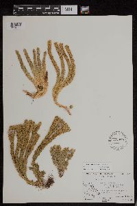 Huperzia continentalis image