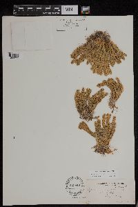 Huperzia continentalis image