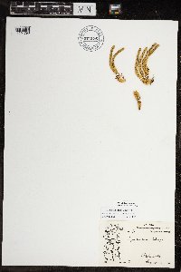 Huperzia continentalis image