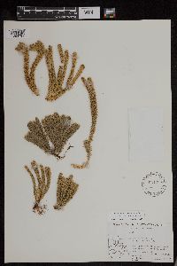 Huperzia continentalis image