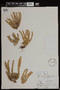 Huperzia continentalis image