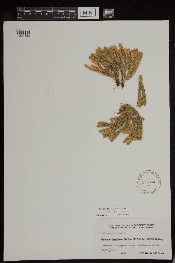 Huperzia continentalis image