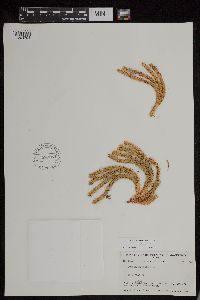 Huperzia continentalis image