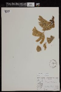 Huperzia continentalis image