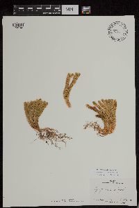 Huperzia continentalis image