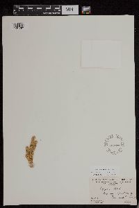 Huperzia continentalis image