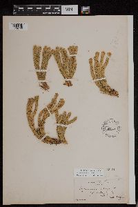 Huperzia continentalis image