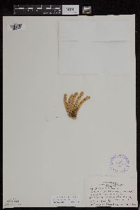 Huperzia continentalis image