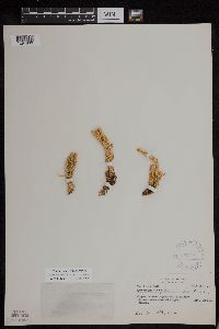 Huperzia continentalis image