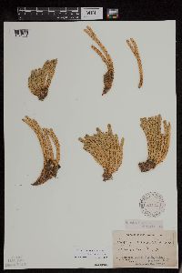 Huperzia continentalis image