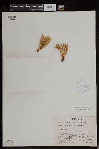 Huperzia continentalis image