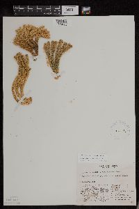 Huperzia continentalis image