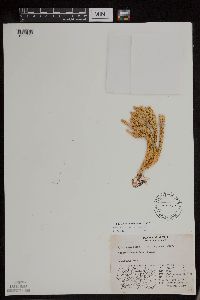 Huperzia continentalis image