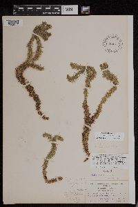 Huperzia occidentalis image