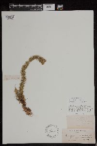 Huperzia occidentalis image