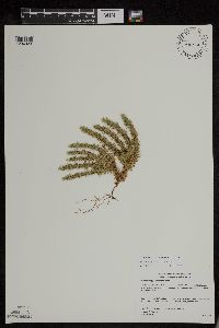 Huperzia x protoporophila image