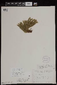 Huperzia x protoporophila image