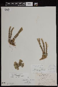 Huperzia x protoporophila image