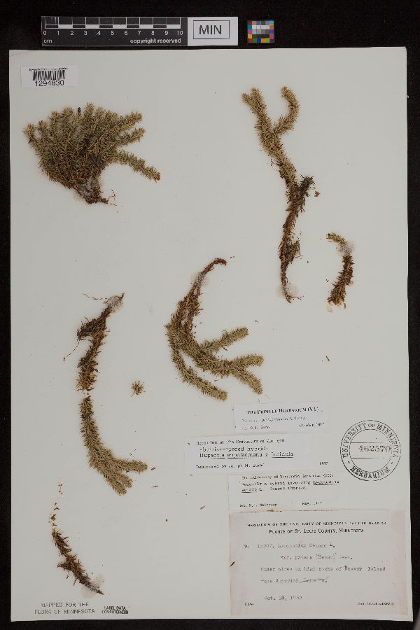 Huperzia x protoporophila image