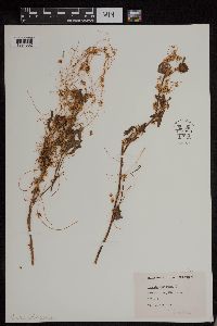 Media resource of Cuscuta epithymum