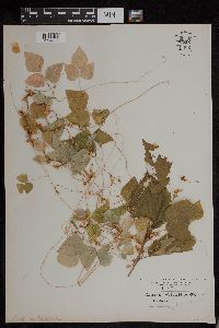 Media resource of Cuscuta obtusiflora