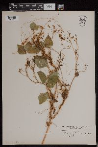 Media resource of Cuscuta epilinum
