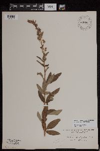 Desmodium canadense image