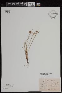 Sisyrinchium campestre image