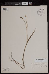 Sisyrinchium angustifolium image
