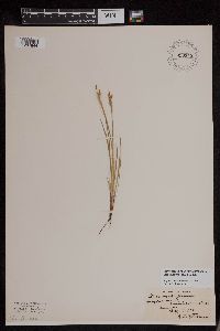 Sisyrinchium campestre image